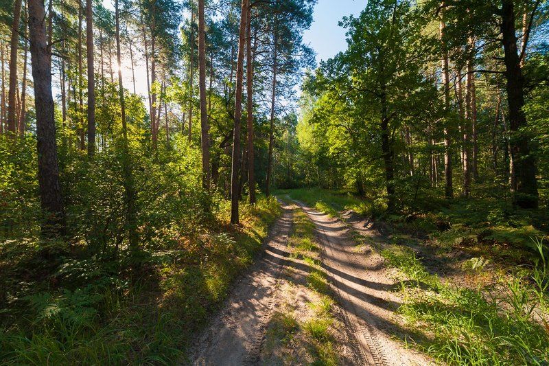 фото природа лес тропинка солотча лето утро Лесными тропинками фото превью
