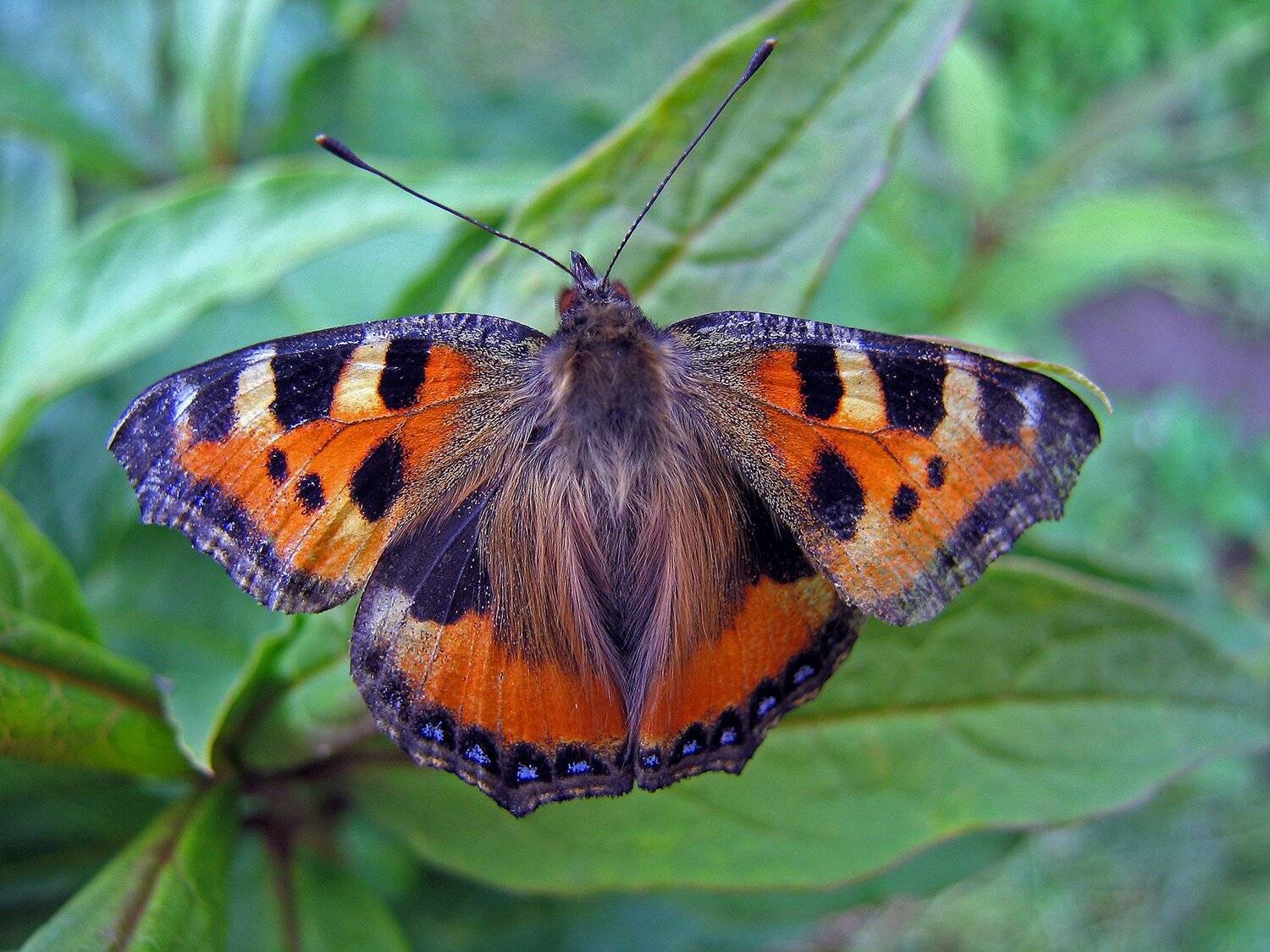 , Поташев Александр