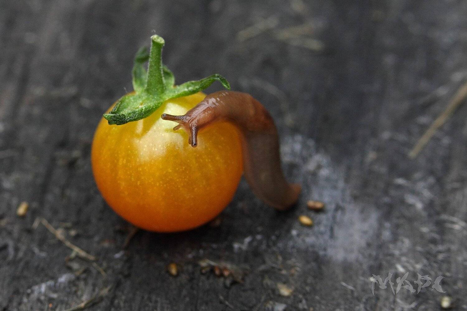 , Шангареев Марс