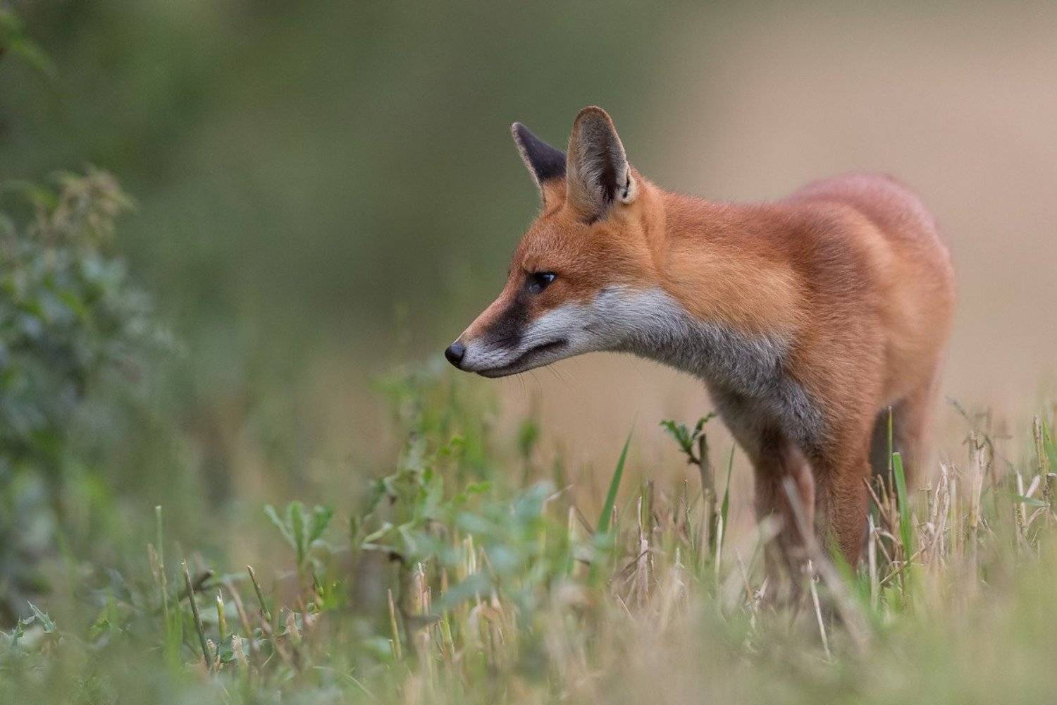 Fox, Marcin Kaczmarkiewicz