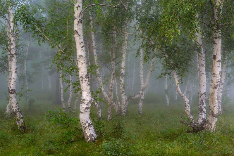 Утро в березовом лесу фото превью