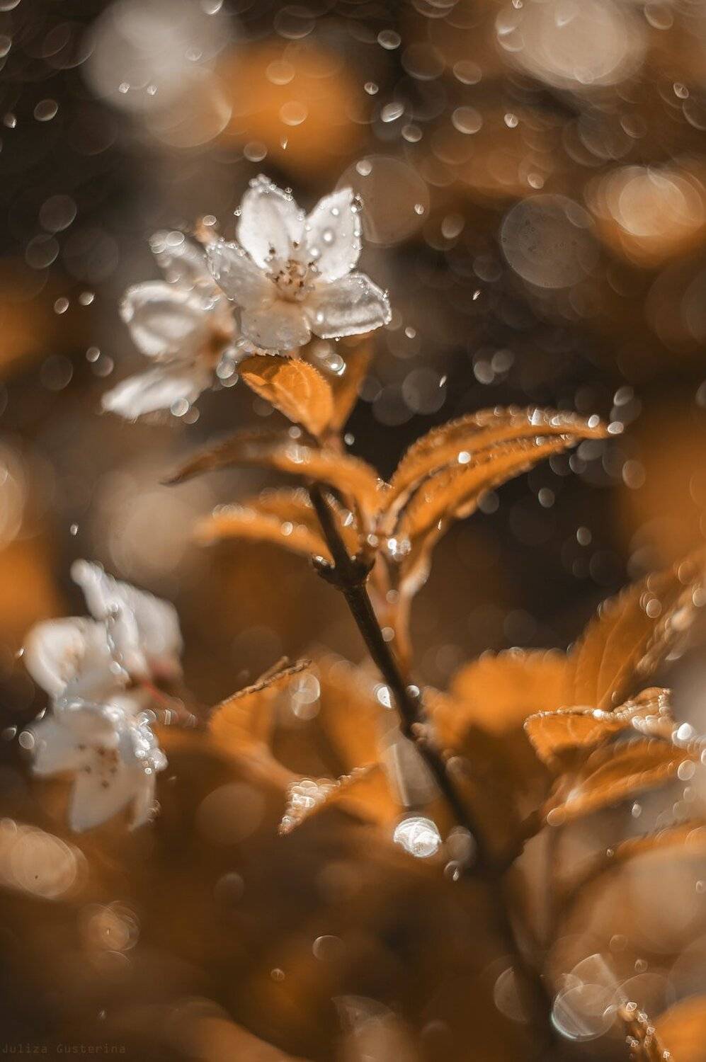 , Юлия Густерина