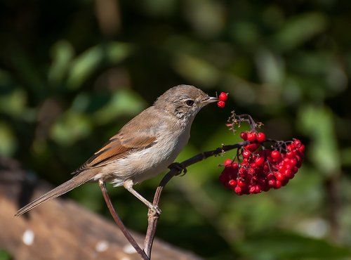 Завтрак с витаминами
