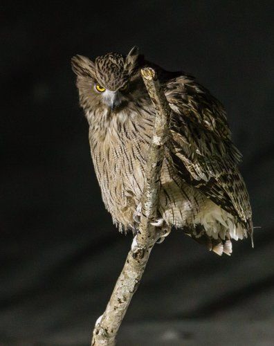 Рыбный филин