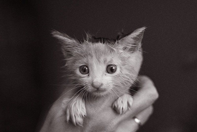 ............................ фото превью