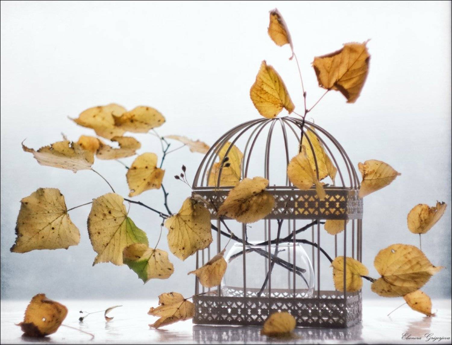 ветер, клетка, натюрморт, осенние листья, осень, жёлтые листья, гелиос, Eleonora Grigorjeva