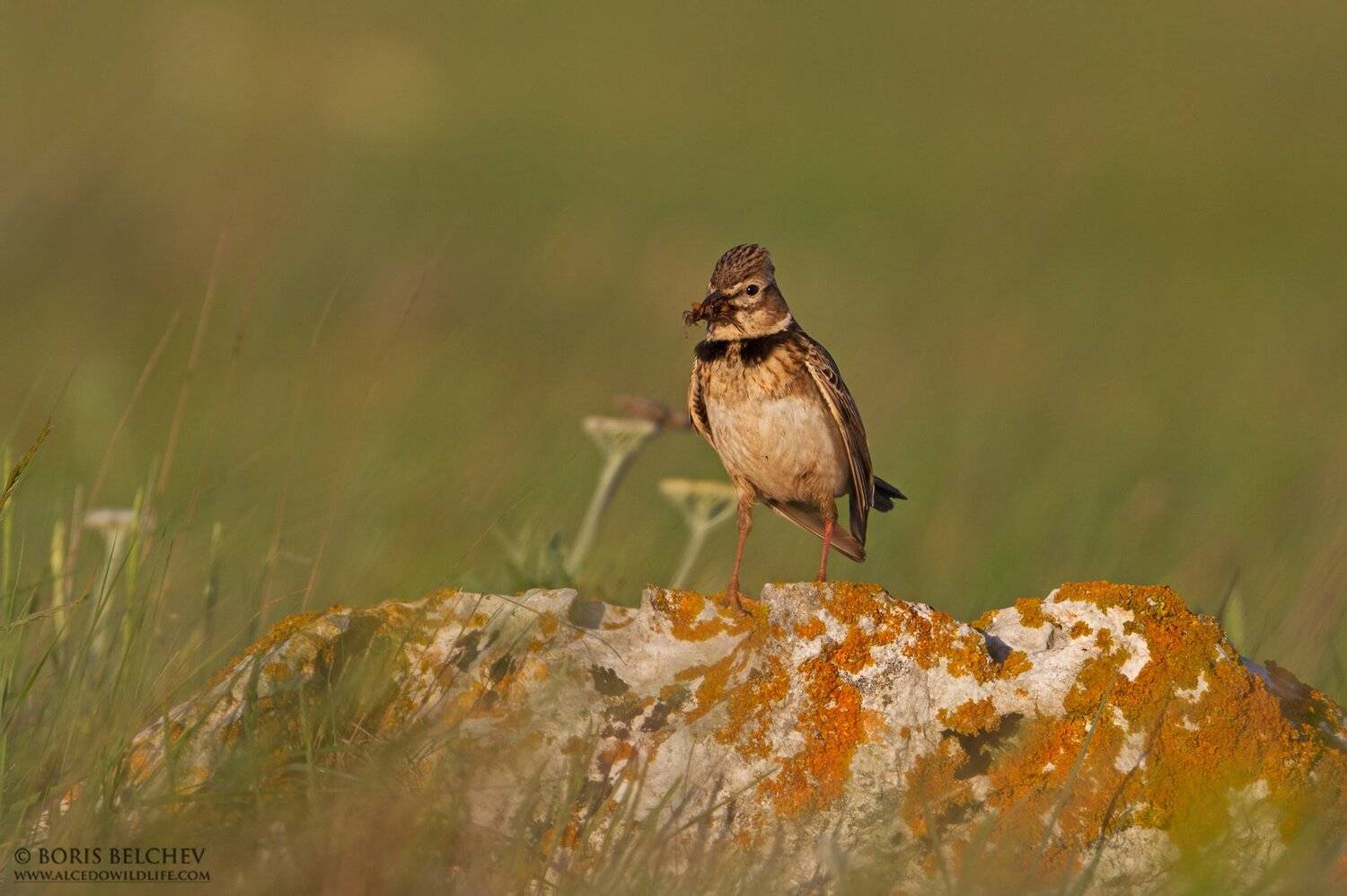 , Борис Белчев