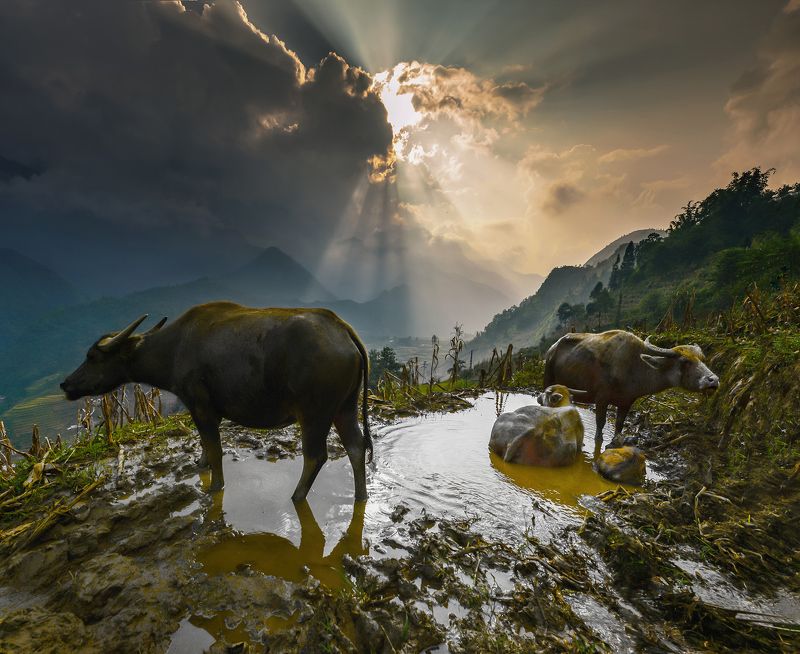 family фото превью