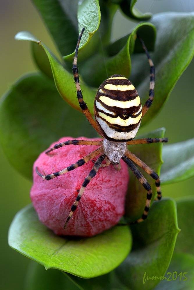 , Игорь ФУММ