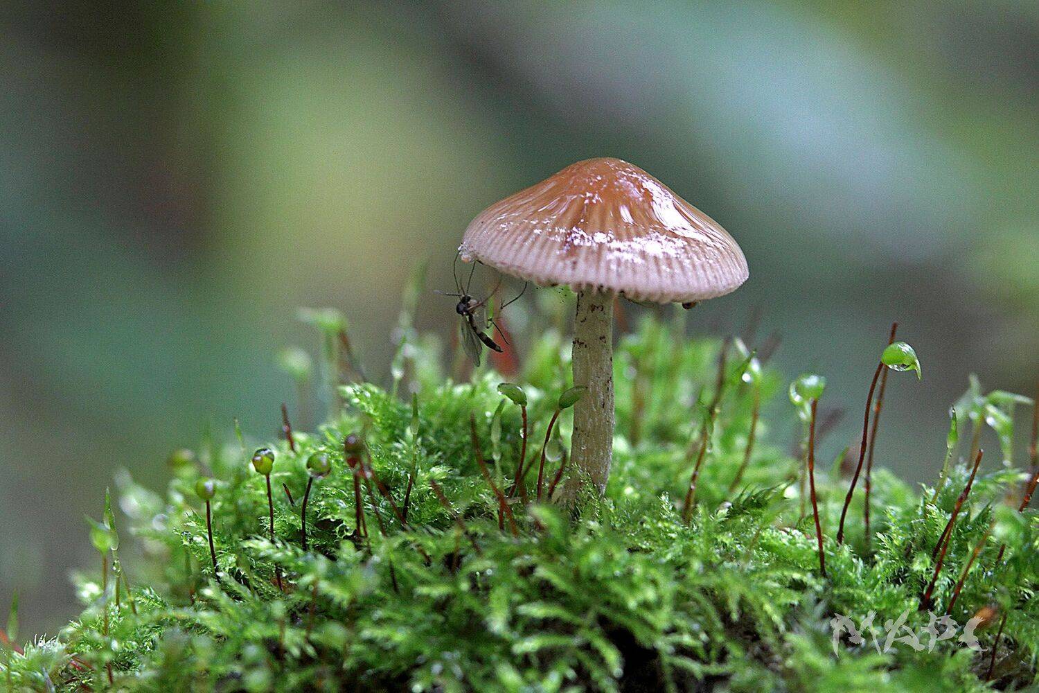 , Шангареев Марс