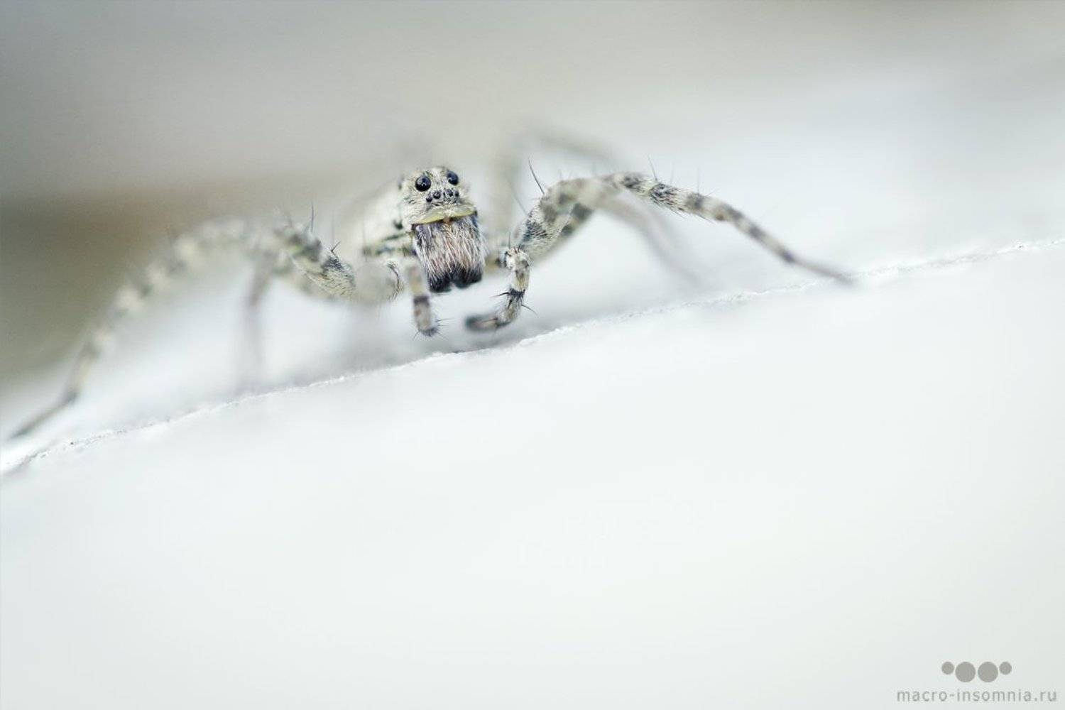 белый, вечер, макро, насекомые, паук, Kirill Krivosheew
