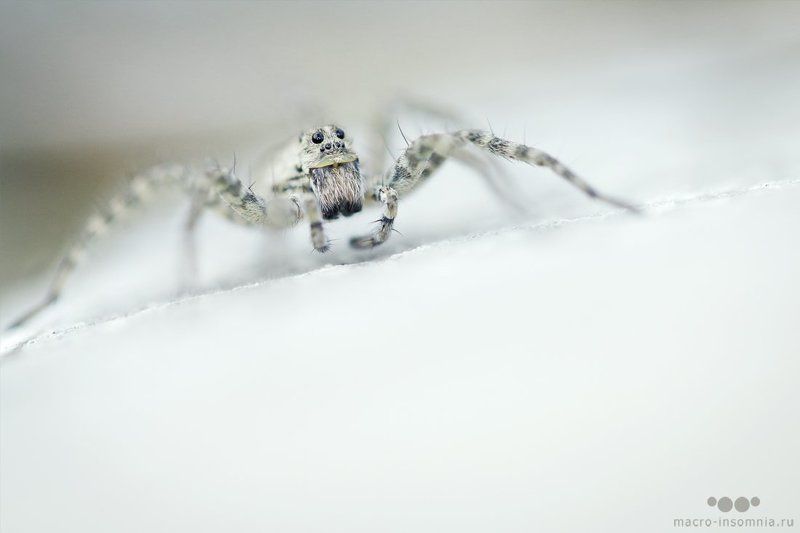 белый, вечер, макро, насекомые, паук Безмолвие фото превью