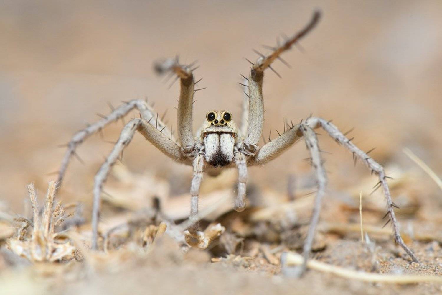 макро, паук, узбекистан, природа, дикая природа, тарантул, пустыня, ночь,  spider, tarantul, macro, wildlife, uzbekistan, nature, desert, night, Илья Гомыранов