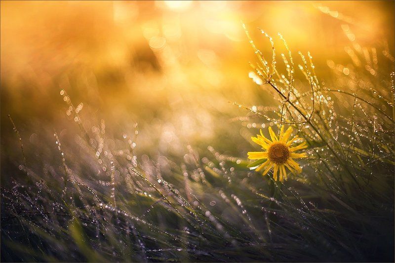 Капельковое фото превью