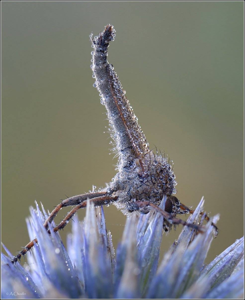 , Александр Чувилин