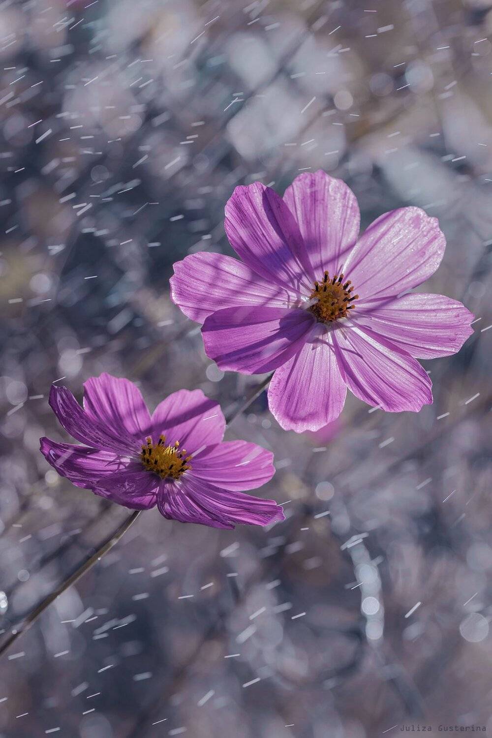 , Юлия Густерина