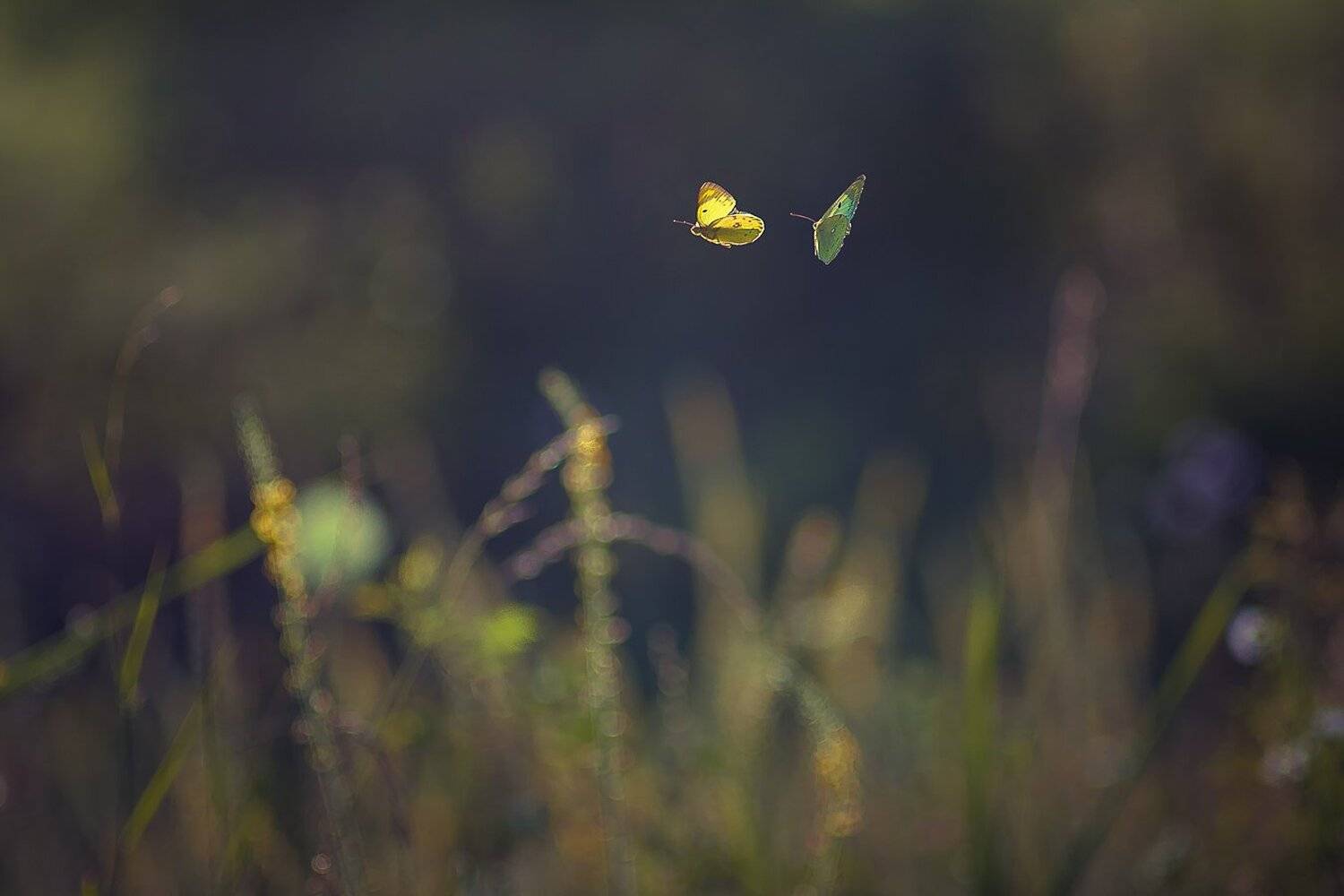 , Gabriel Prescornita