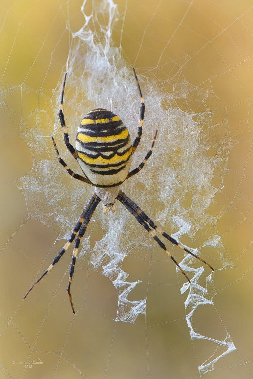 , Кузнецов Дмитрий