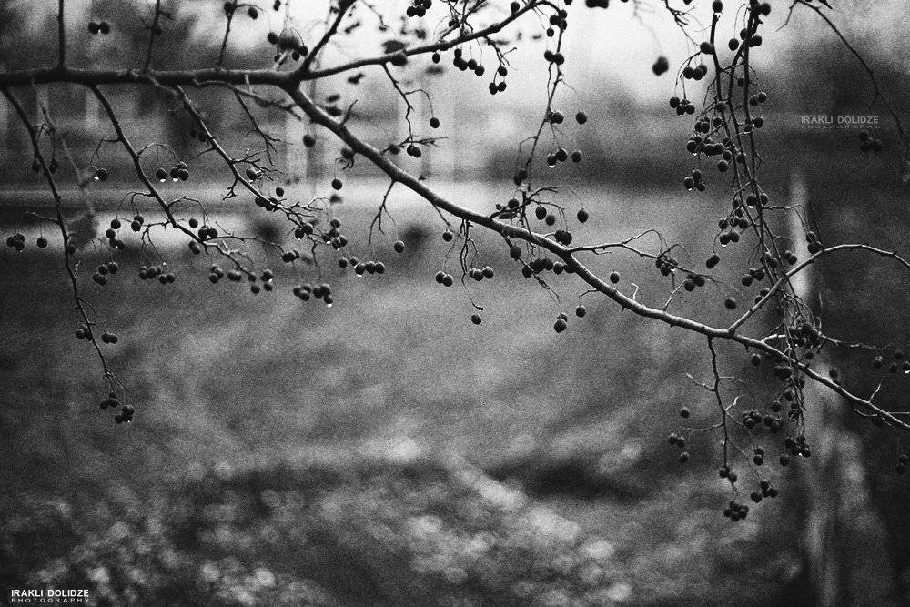 rain , ირაკლი დოლიძე