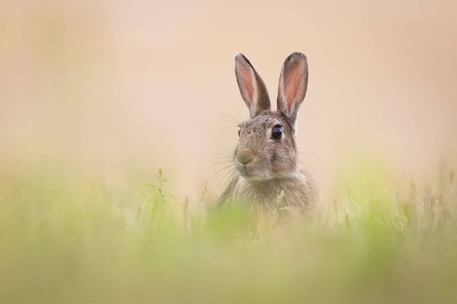 , Marcin Kaczmarkiewicz