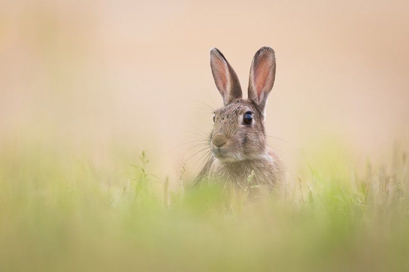 Rabbit on a harvested field
