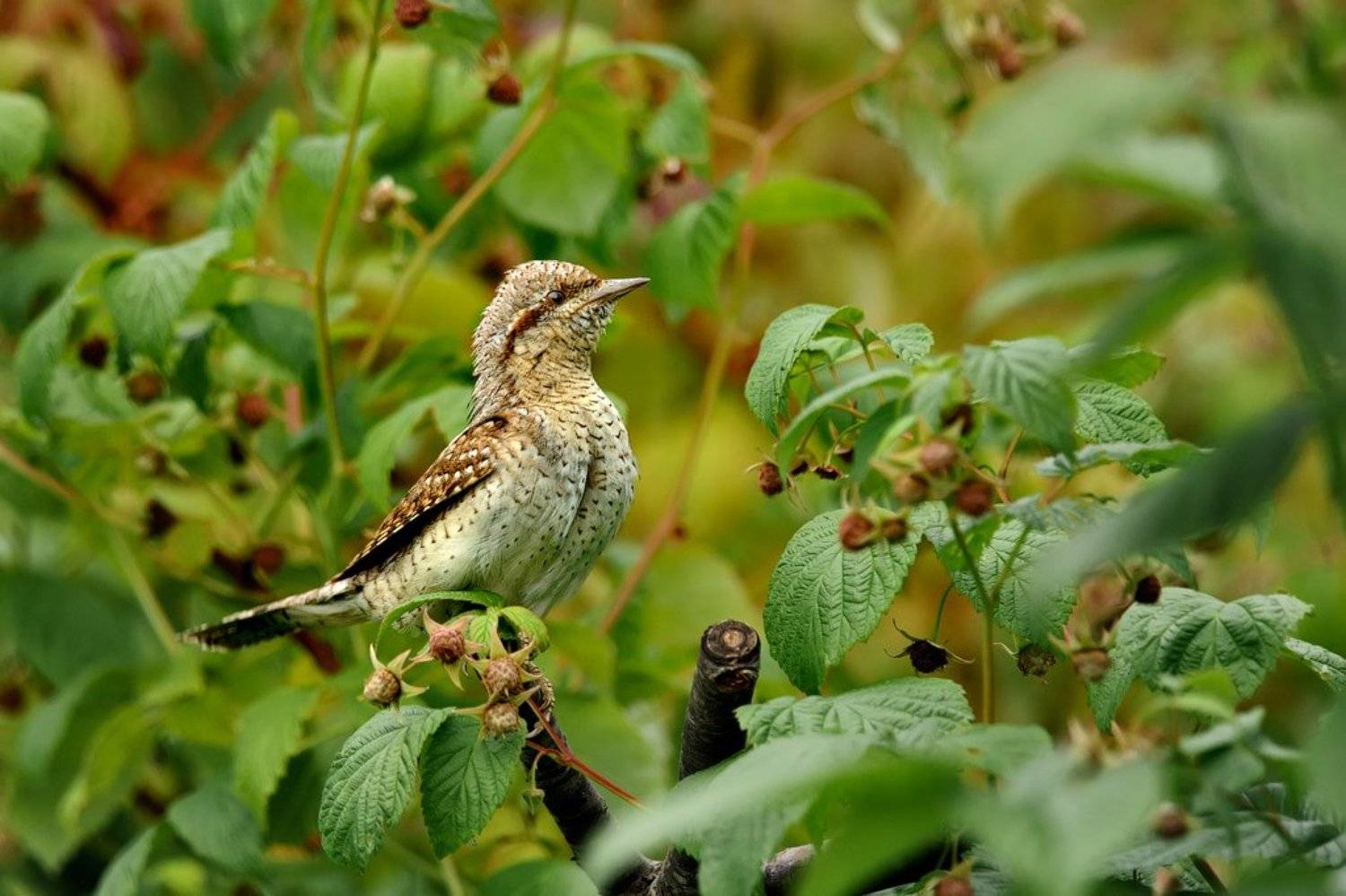 Вертишейка, Курочкин Валерий