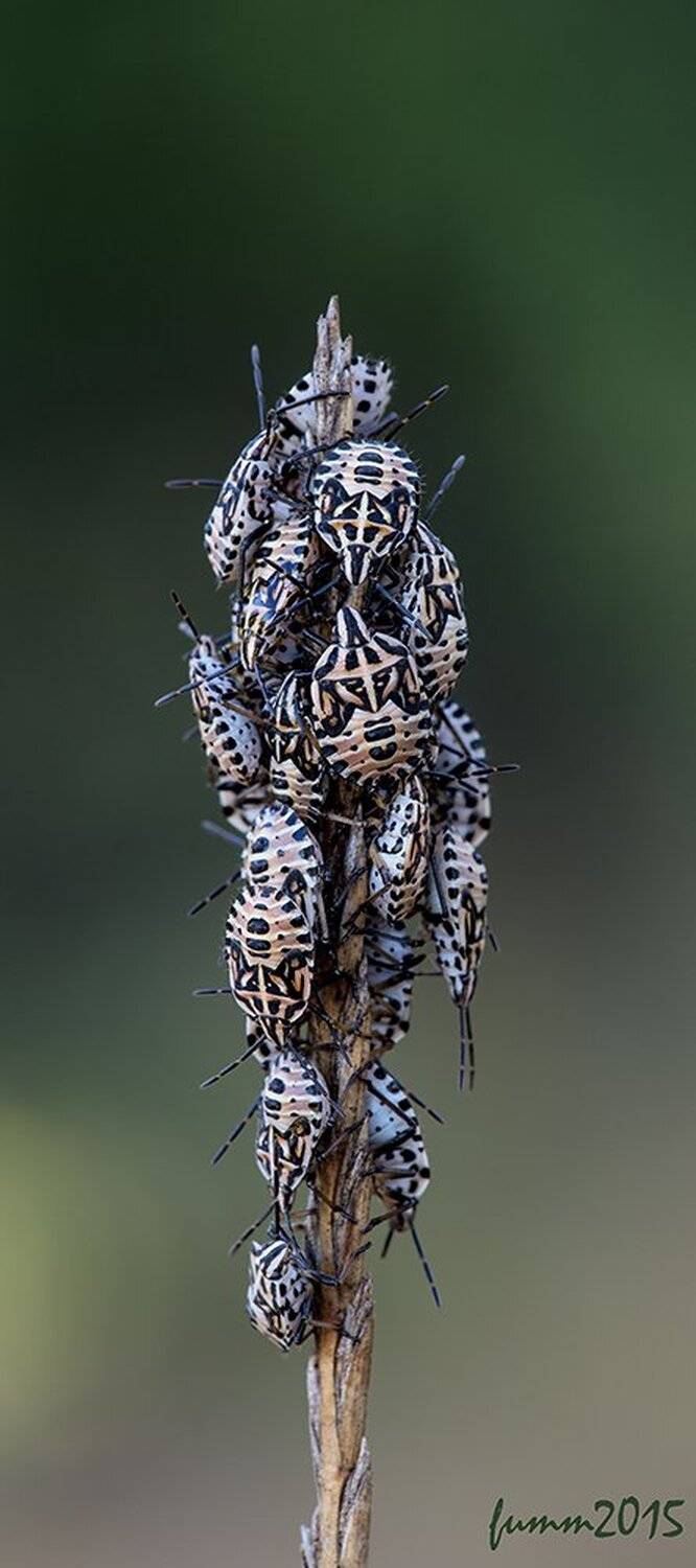 , Игорь ФУММ