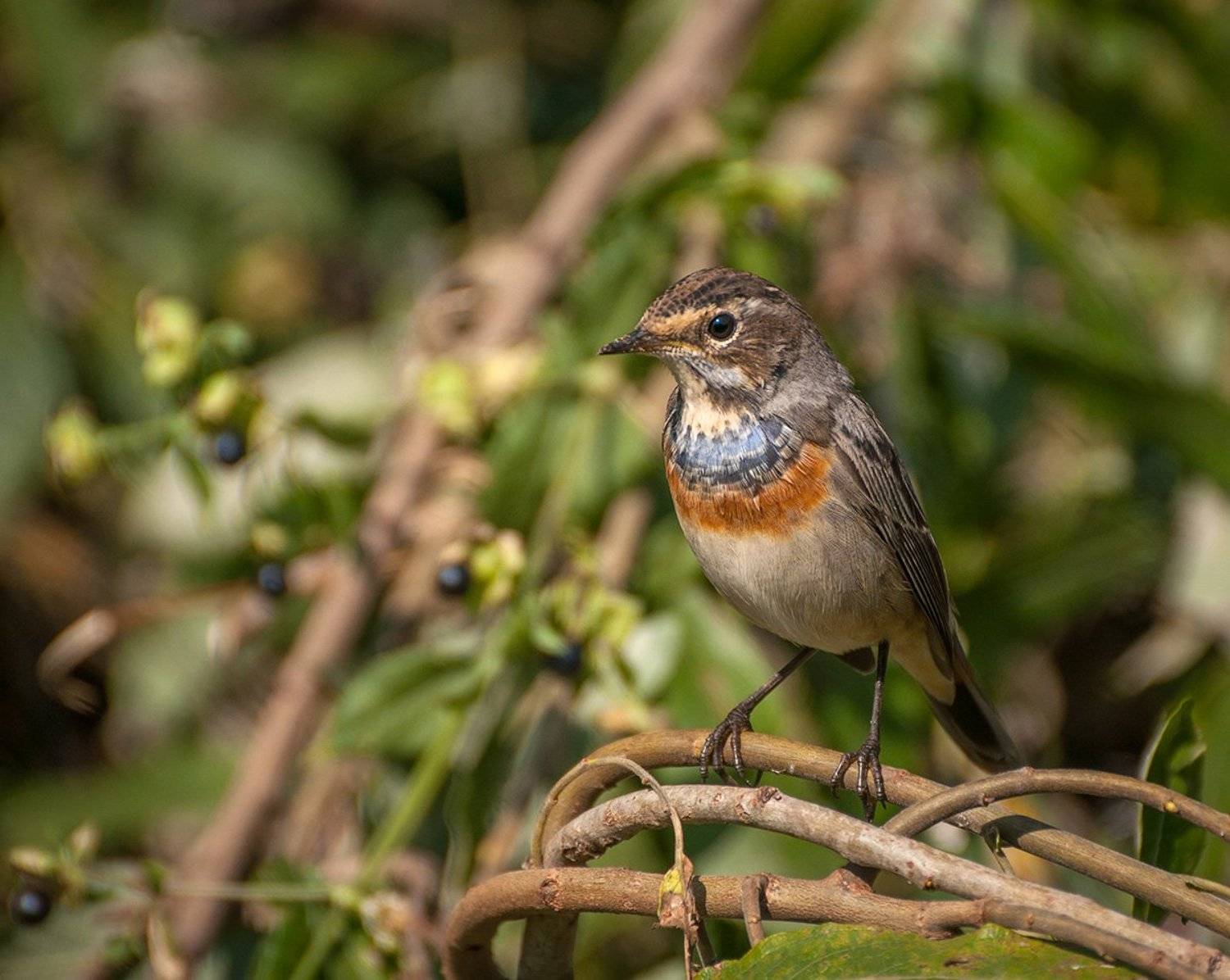 Варакушка, Птицы, Фотоохота, Анатолий Зверев