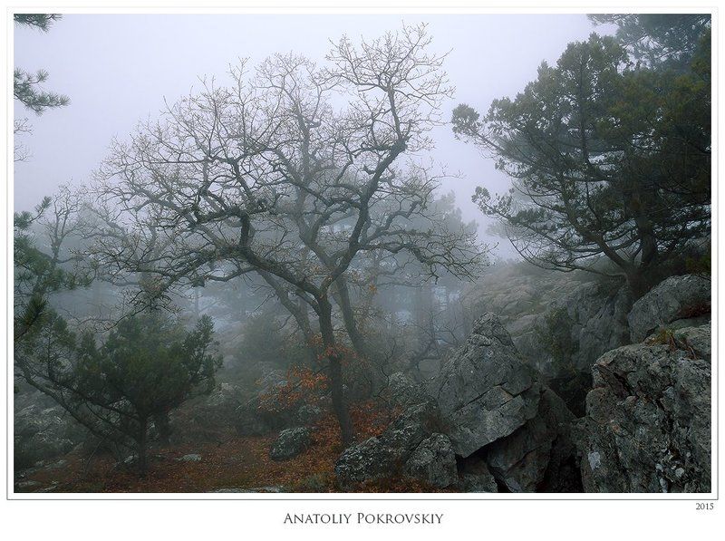 Забытые сказки давно покинутого леса фото превью