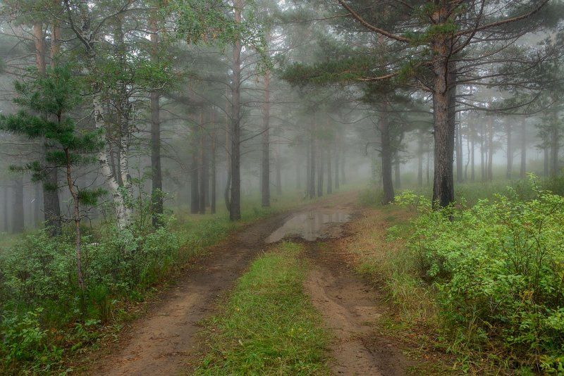На лесной дороге фото превью