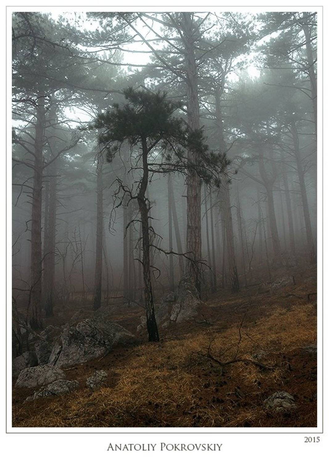 Анатолий покровский, Лес, Сосны, Туман, Анатолий Покровский