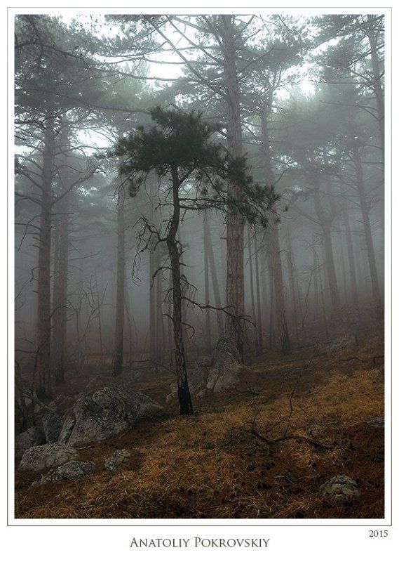 Анатолий покровский, Лес, Сосны, Туман Тайные пути неспешных мыслей туманного леса фото превью