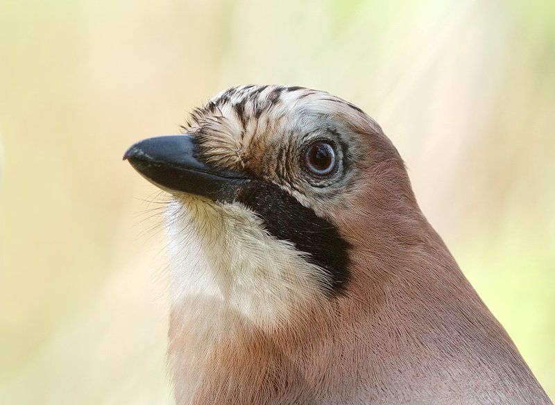 Сойка... фото превью