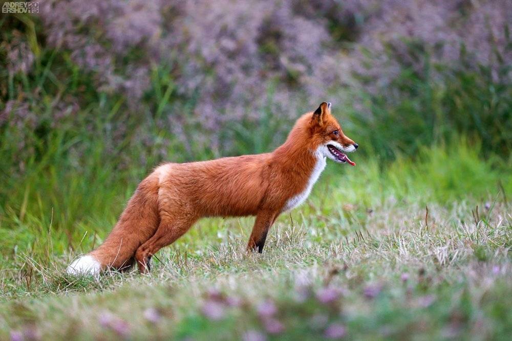 , Андрей Ершов