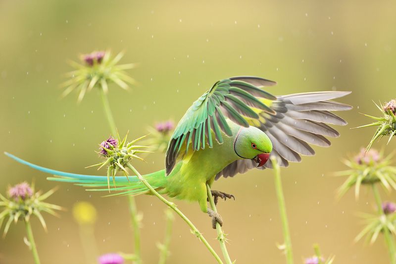 Попугай и дождь фото превью
