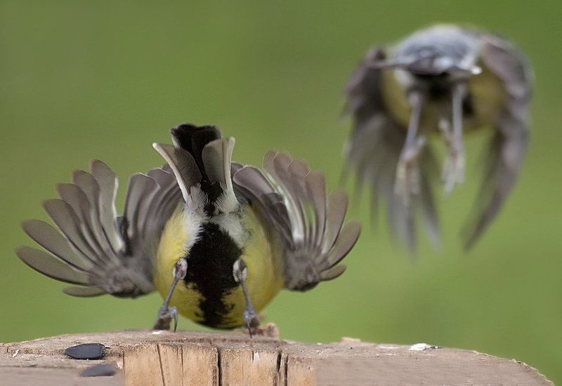 Фальстарт фото превью
