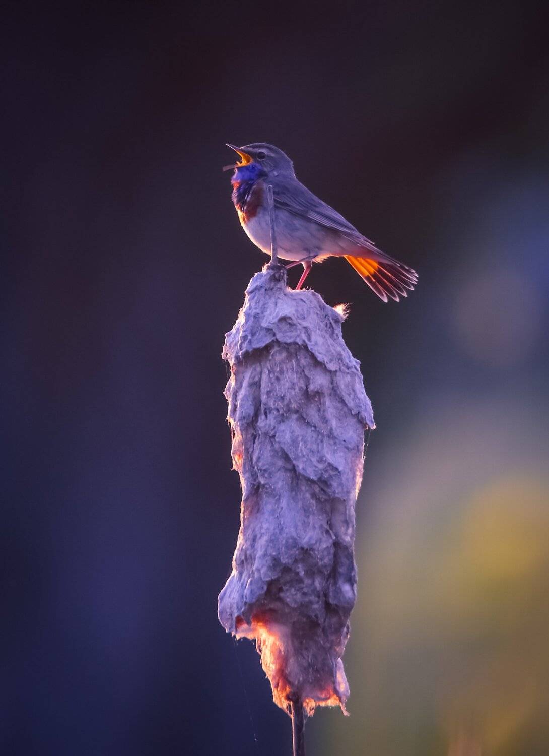 , Вячеслав Мищенко