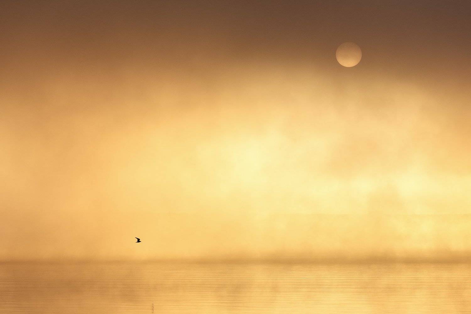 Озеро, Пейзаж, Природа, Рассвет, Туман, Дмитрий Купрацевич