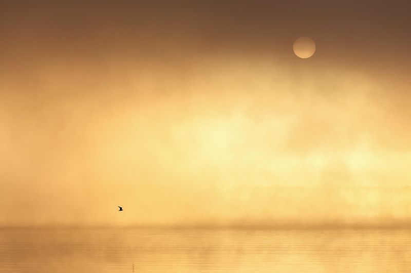 Озеро, Пейзаж, Природа, Рассвет, Туман Шелест крыльев фото превью