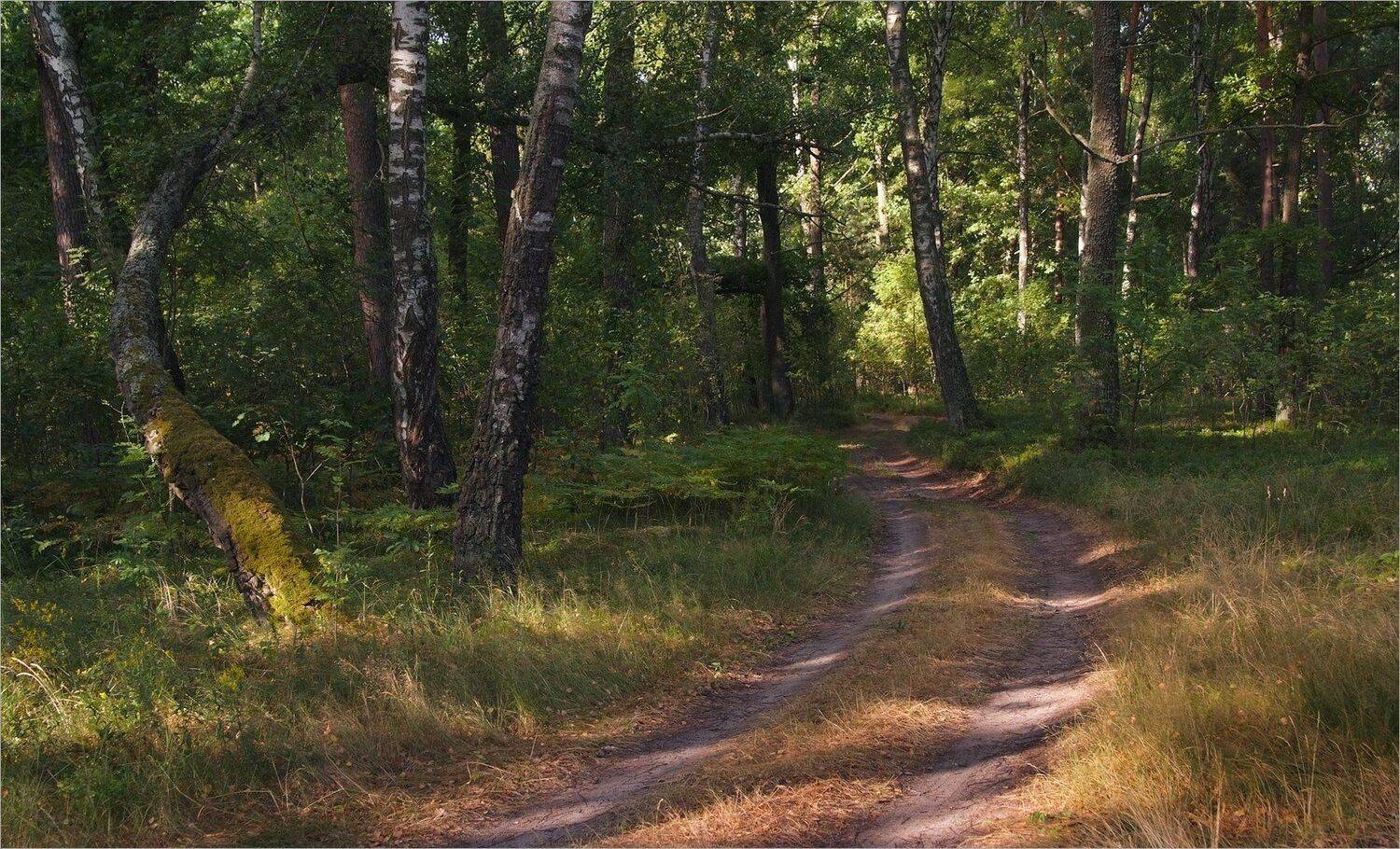 , Николай Шахманцир