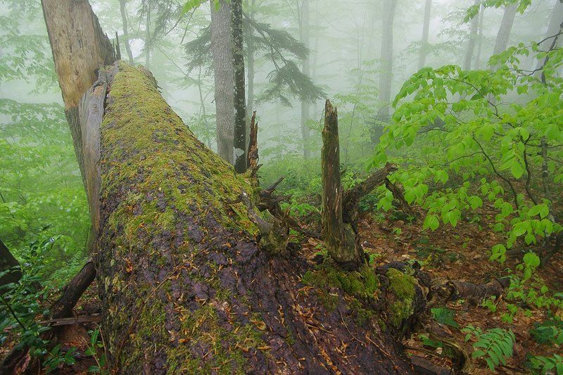 призрачный лес фото превью