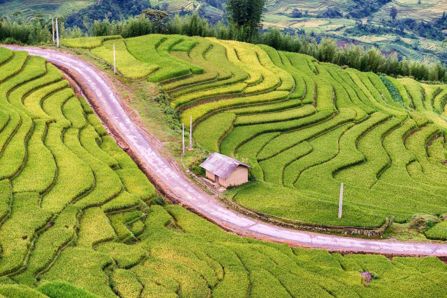 Rice - Food Staple, Terraced Field, Bali, Banaue, Philippines, Vietnam, Field, Asia, Mountain, Green Color, Landscape, Farm, Agriculture, Nature, Cultures, Travel, Plant, Asian Ethnicity, Food, Valley, Rice Paddy, Tropical Climate, Rural Scene, Biological, Dong Bui
