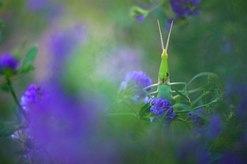 макро, кузнечик, саранча, акрида, пустыня, дикая природа, портрет, macro, nature, wildlife, desert Кто здесь?! фото превью