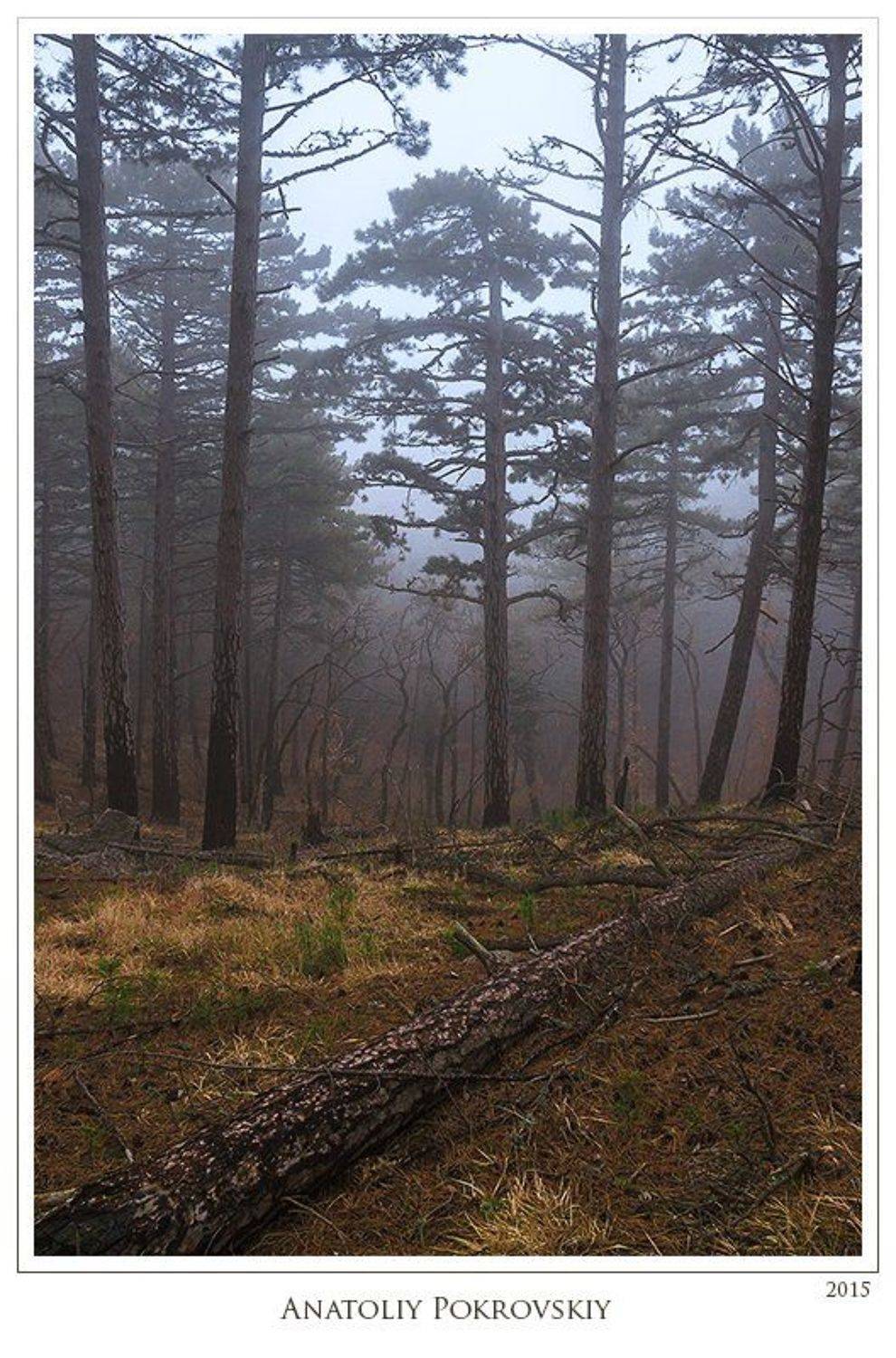 Анатолий покровский, Лес, Сосна, Туман, Анатолий Покровский