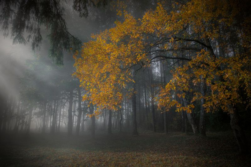 ******** фото превью