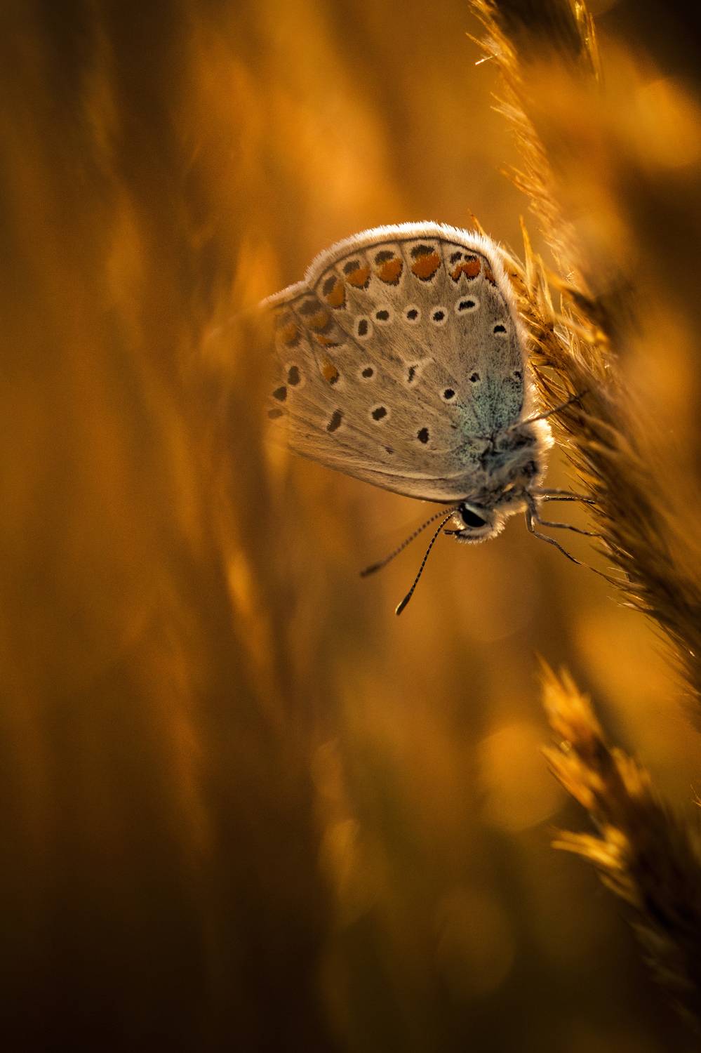 Butterfly , Insect, Nature, Close-up, Summer, Grass, Plant, Meadow, Animal, Wildlife, macro, macrophotography, bokeh, Damian Cyfka
