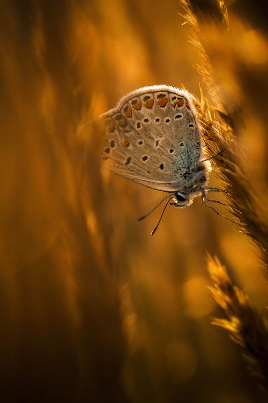 Butterfly , Insect, Nature, Close-up, Summer, Grass, Plant, Meadow, Animal, Wildlife, macro, macrophotography, bokeh Among the golden grasses фото превью
