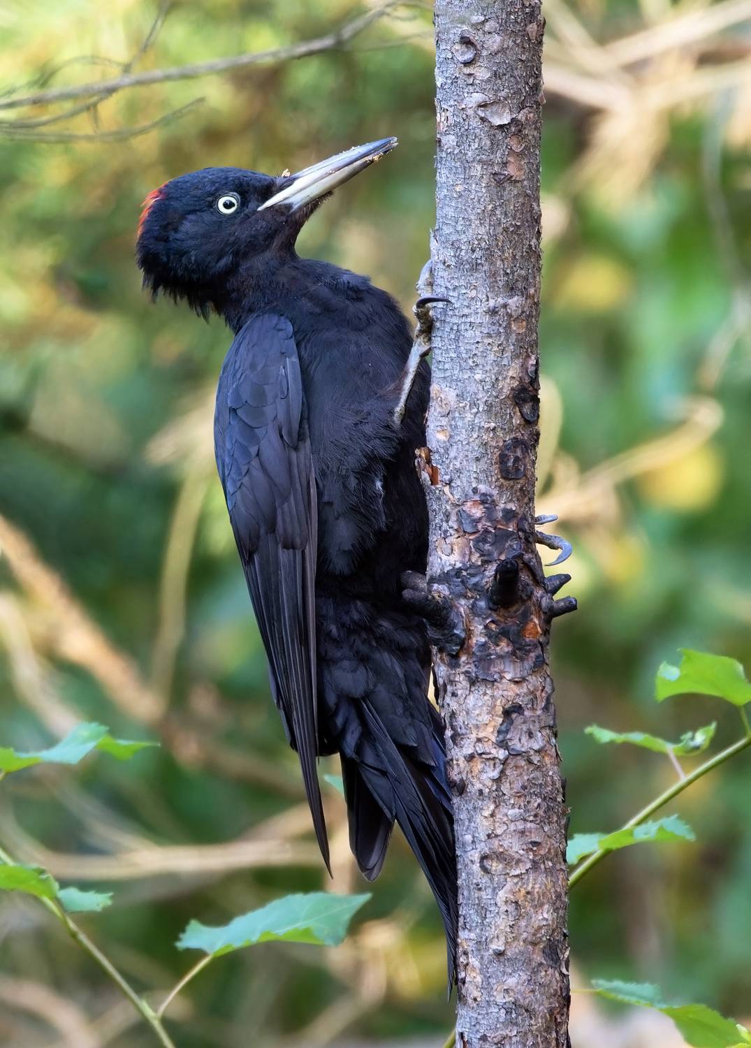 желна, черный дятел, птицы, фото птиц, dryocopus martius, Александр Шипиленко