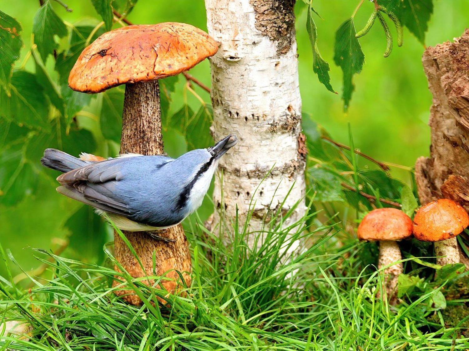 природа, фотоохота, поползень, птицы, животные, грибы,, vladilenoff