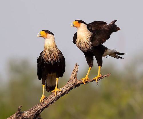 Каракара -Caracara couple